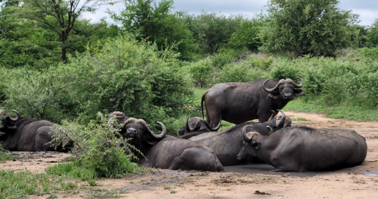 Motlala Game Lodge Hoedspruit Bagian luar foto